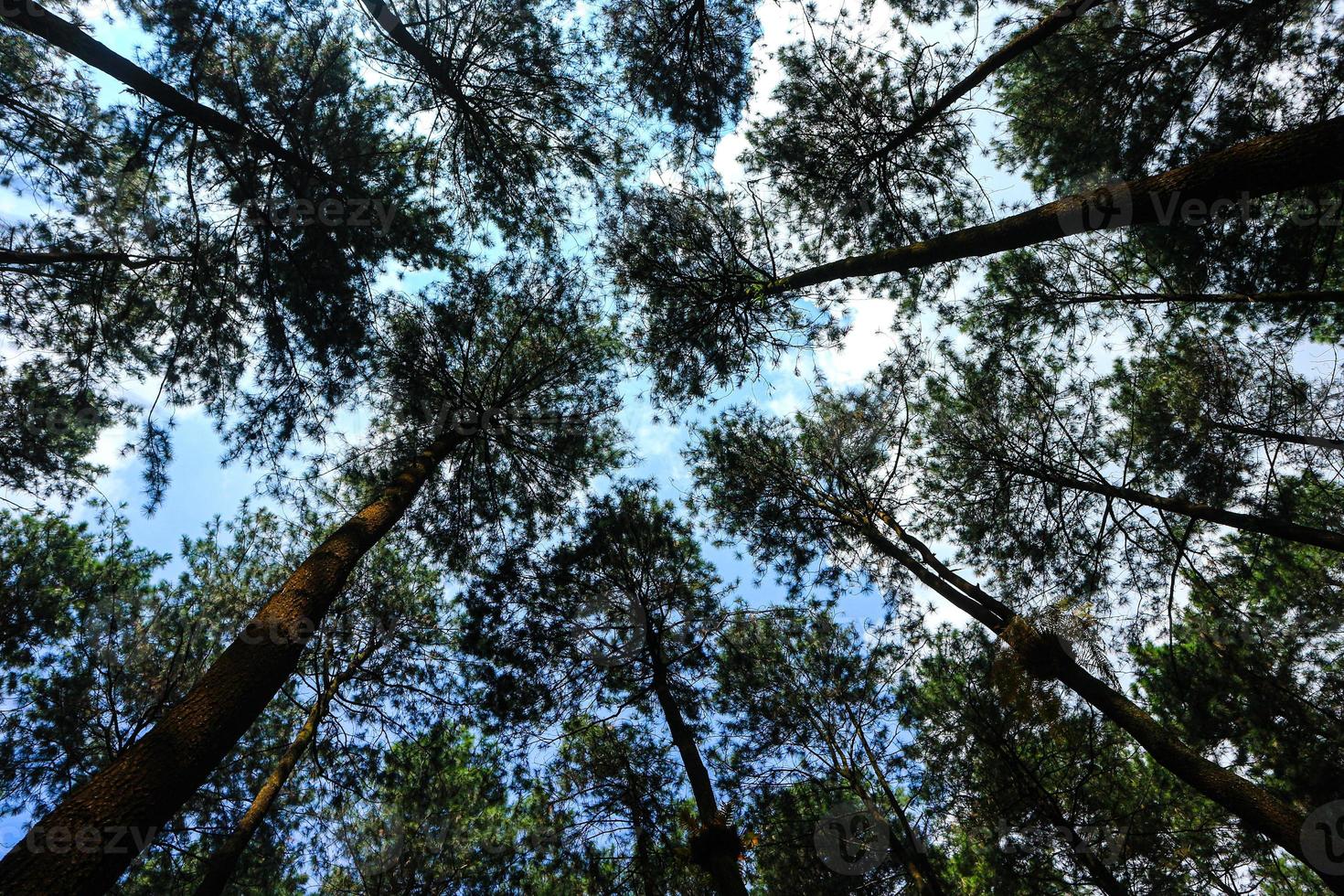 Bottom view of tall old pine trees in evergreen primeval forest of Indonesia nature reserve, Center Of Java province, Indonesia. Blue sky in background. photo