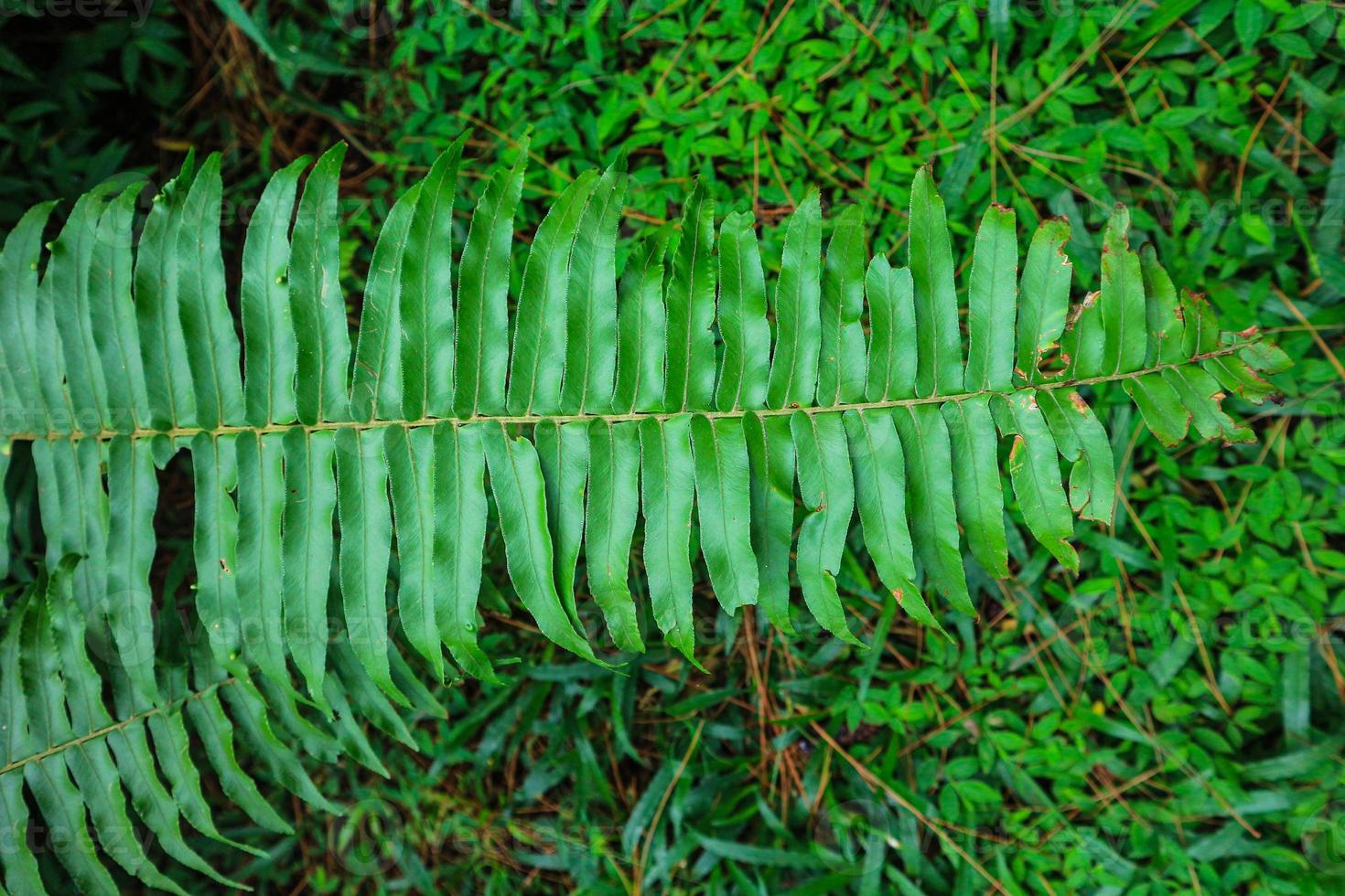 beautiful fern leaf texture nature natural in indonesian forest
