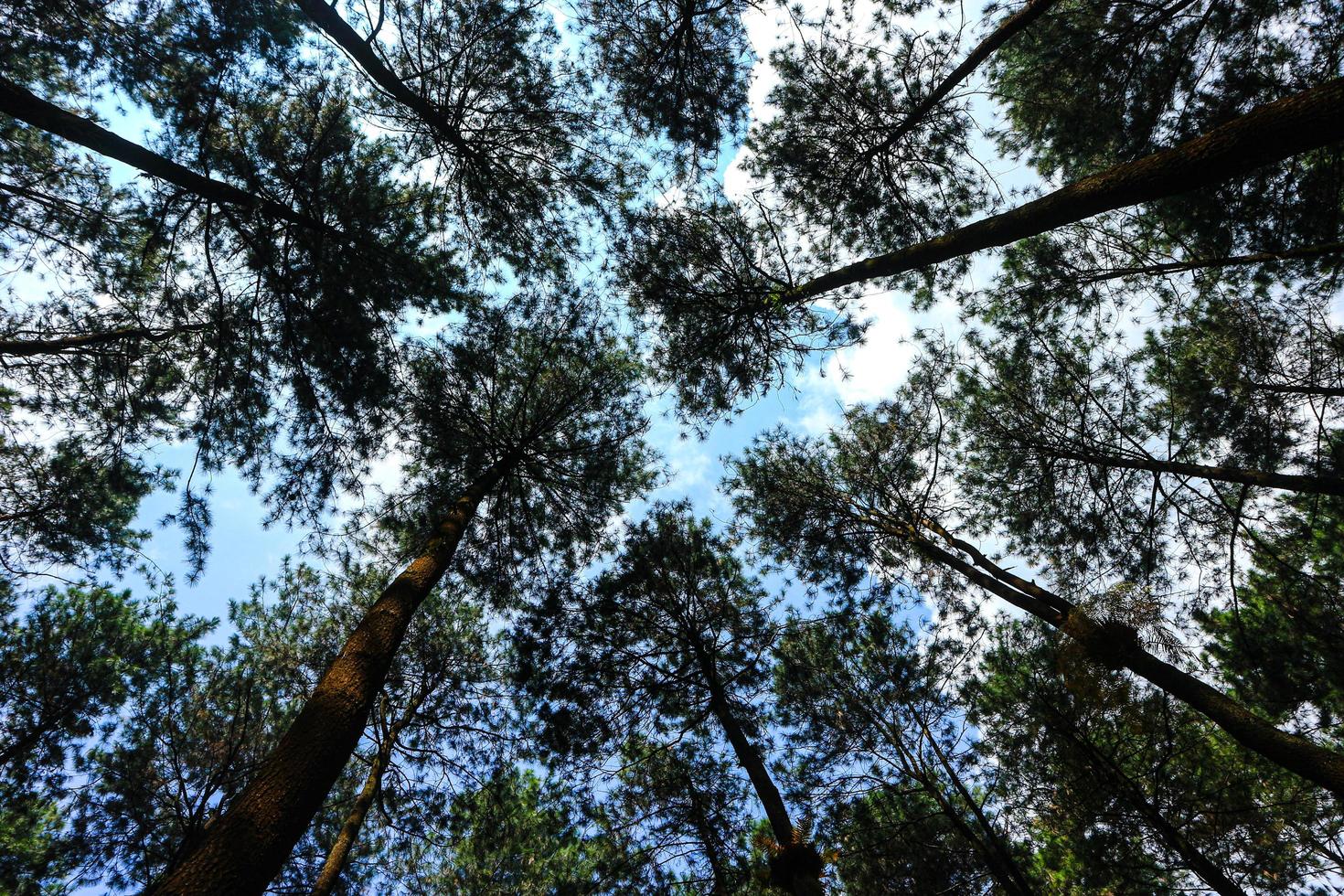 Bottom view of tall old pine trees in evergreen primeval forest of Indonesia nature reserve, Center Of Java province, Indonesia. Blue sky in background. photo