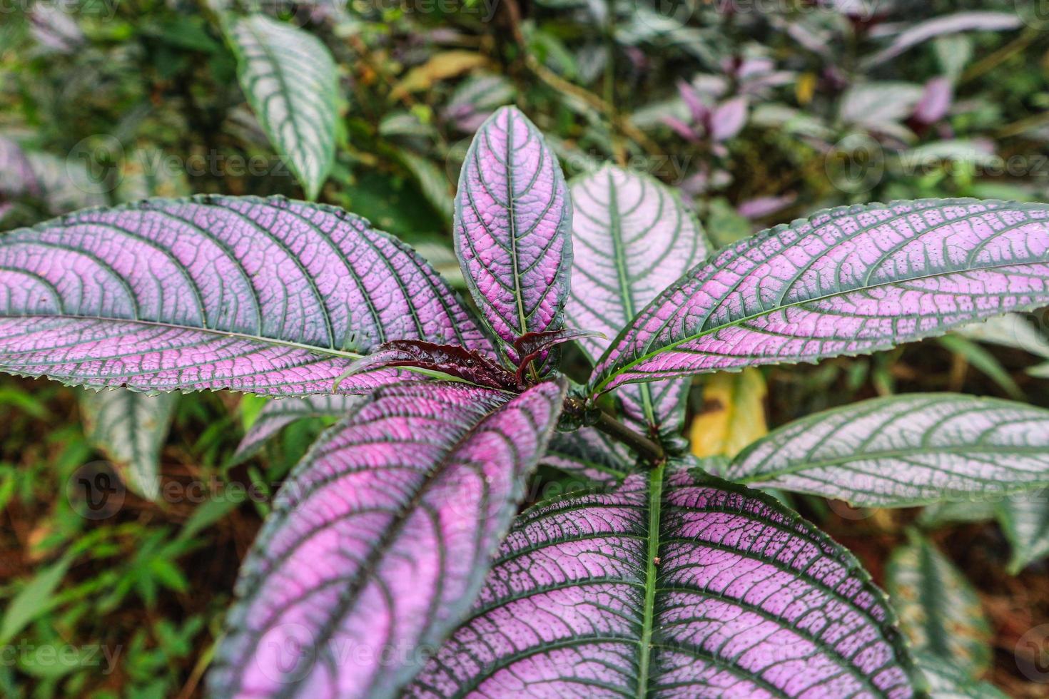 Persian Shield displaying it's vibrant shades of purple and green in Indonesian Forest photo