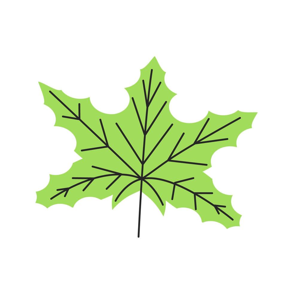 Green autumn leaf with veins. Fall maple foliage season. Canadian national country symbol. Simple single maple leaf silhouette. Hand drawn flat vector illustration isolated on white background