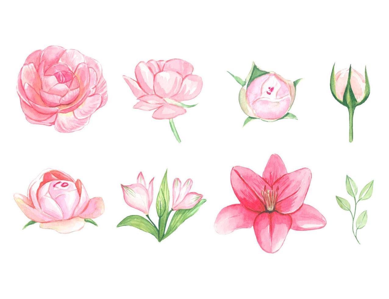 Set of isolated watercolor pink flowers vector