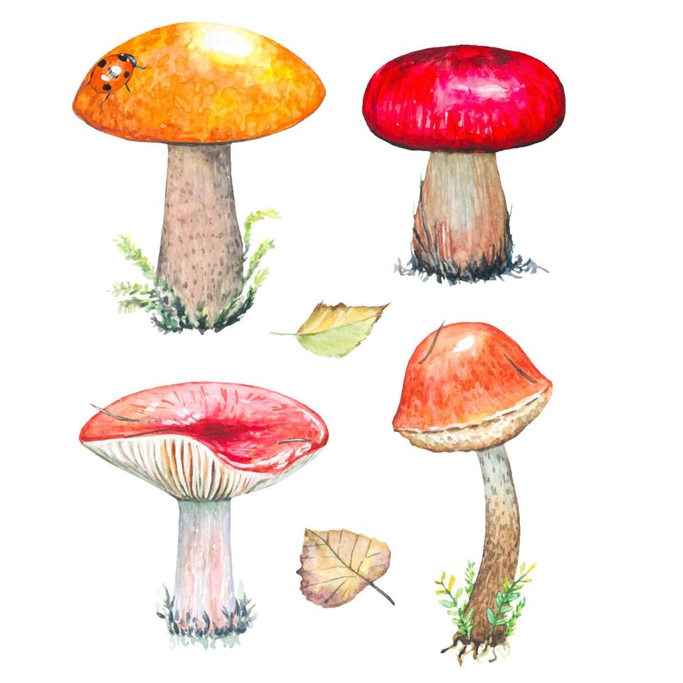 Set of watercolor mushrooms isolated vector