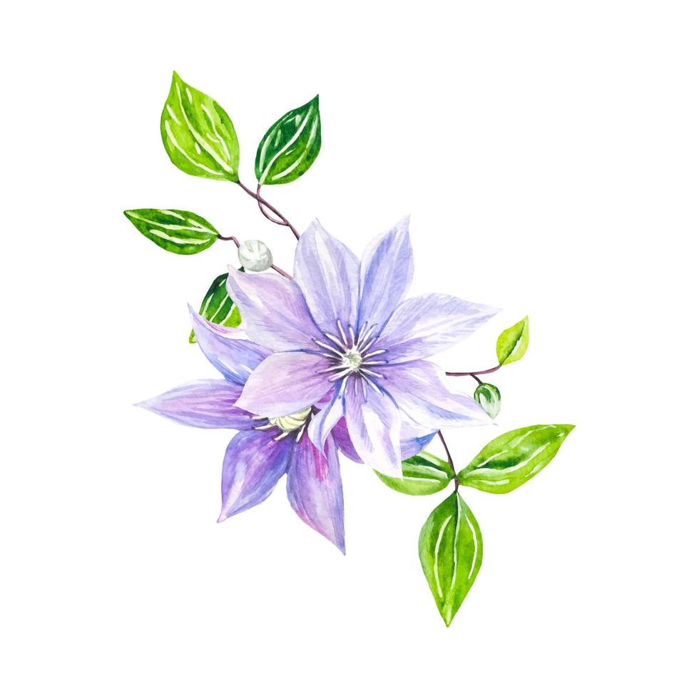 Purple clementis flowers, watercolor vector