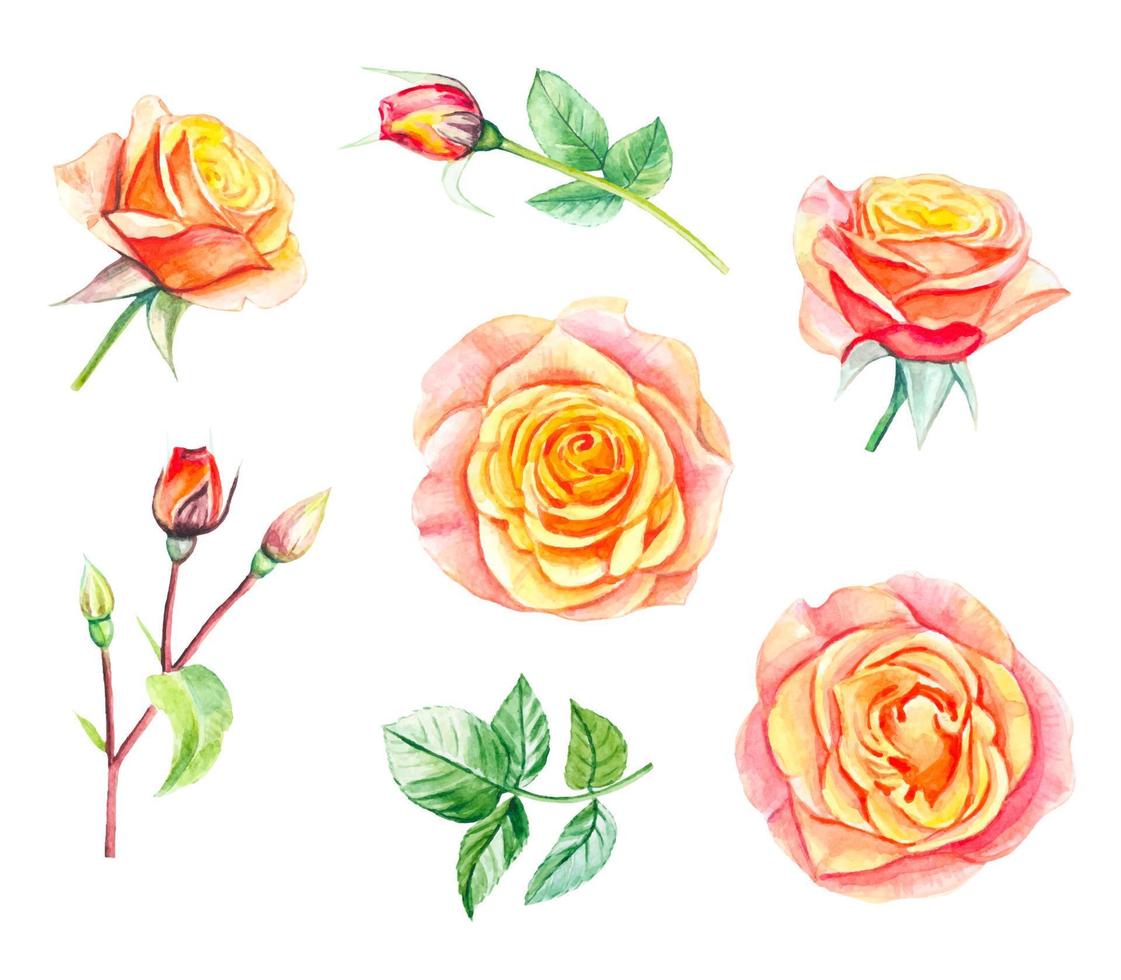 Collection of yellow roses  and leaves. hand drawn watercolor illustration vector