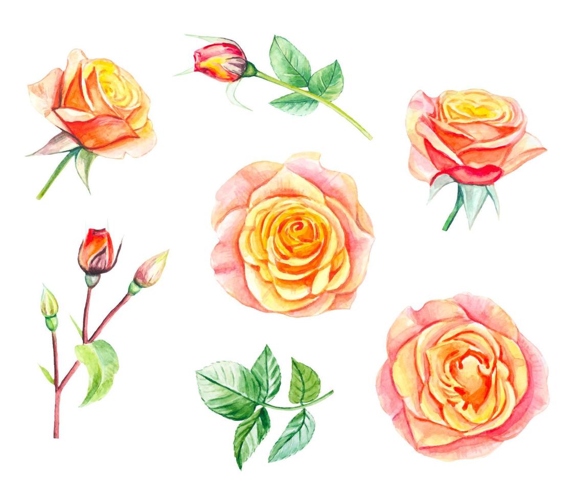 colección de rosas amarillas y hojas. dibujado a mano ilustración acuarela vector