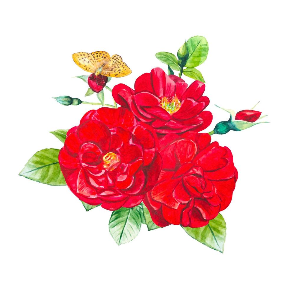 Beautiful bouquet with garden red roses, watercolor card isolated vector