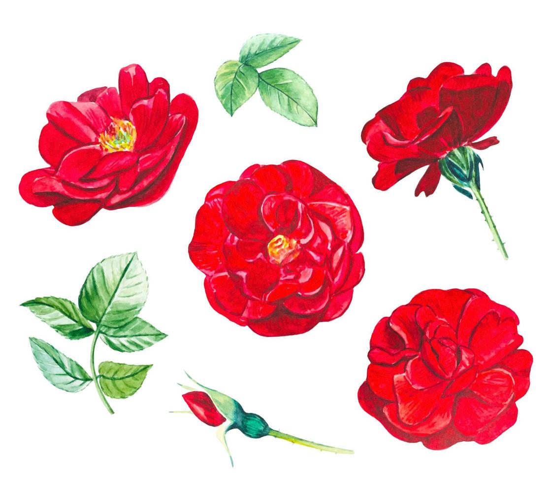 Collection of red rose buds and leaves. Hand drawn watercolor illustration vector