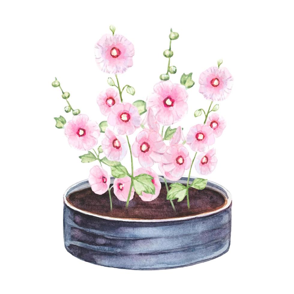 Mallow in a vintage flower bed.  Hand drawn watercolor illustration vector