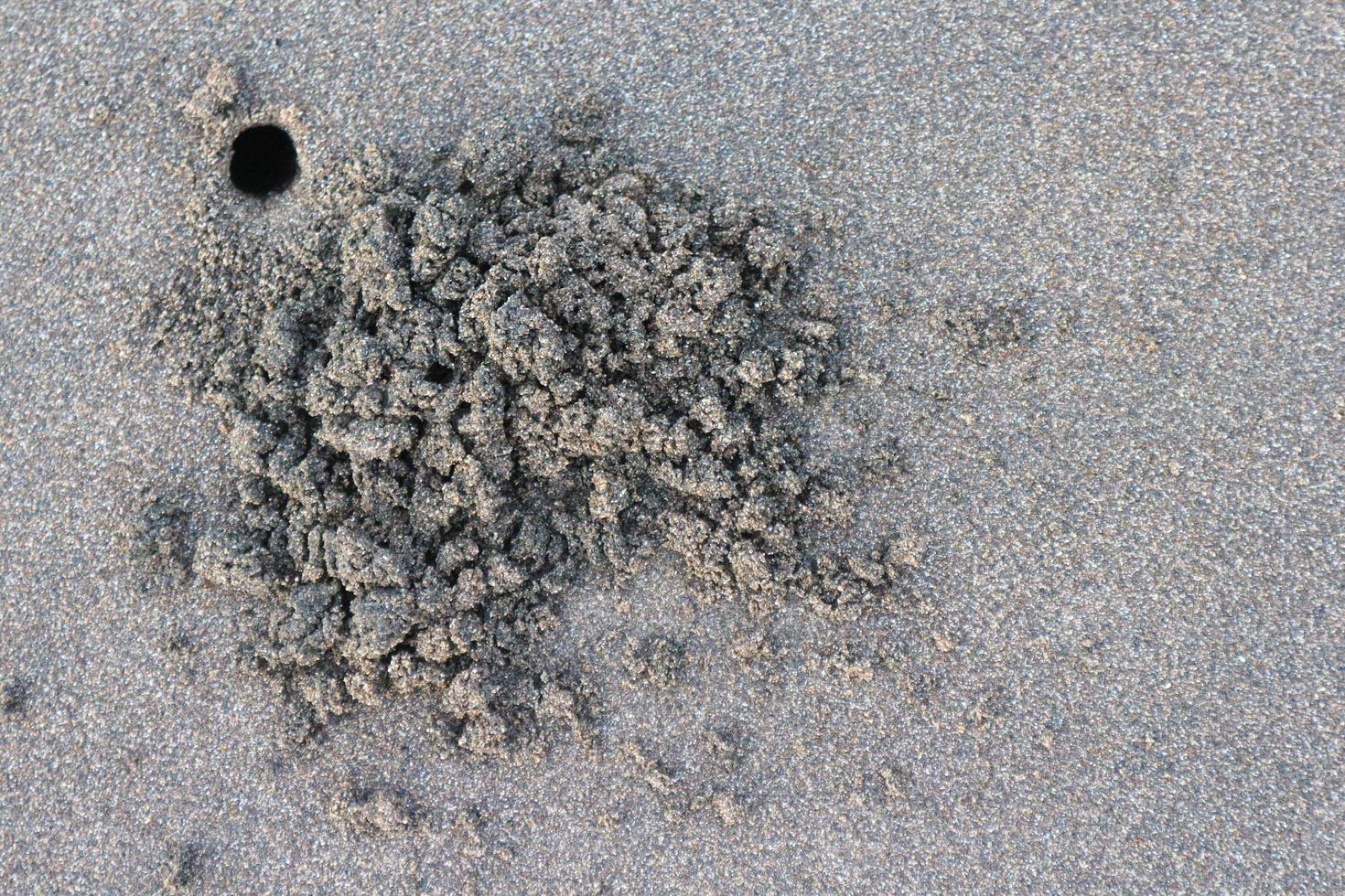 Close up nest sea crab on the beach. with brown black sand beach photo