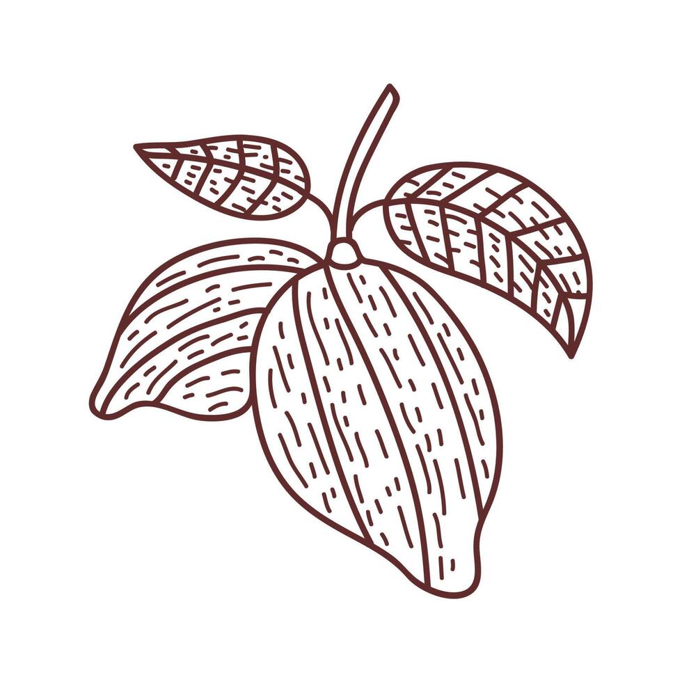 cacao plant fruit vector