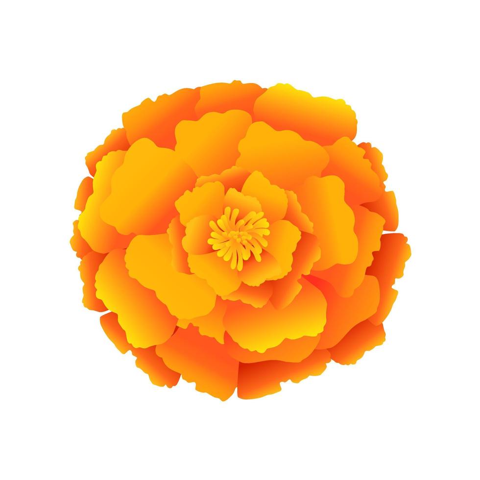 Marigold flower. Realistic cartoon vector illustration for greeting card, t  shirt print, decoration design. Isolated on white background. 11139653  Vector Art at Vecteezy