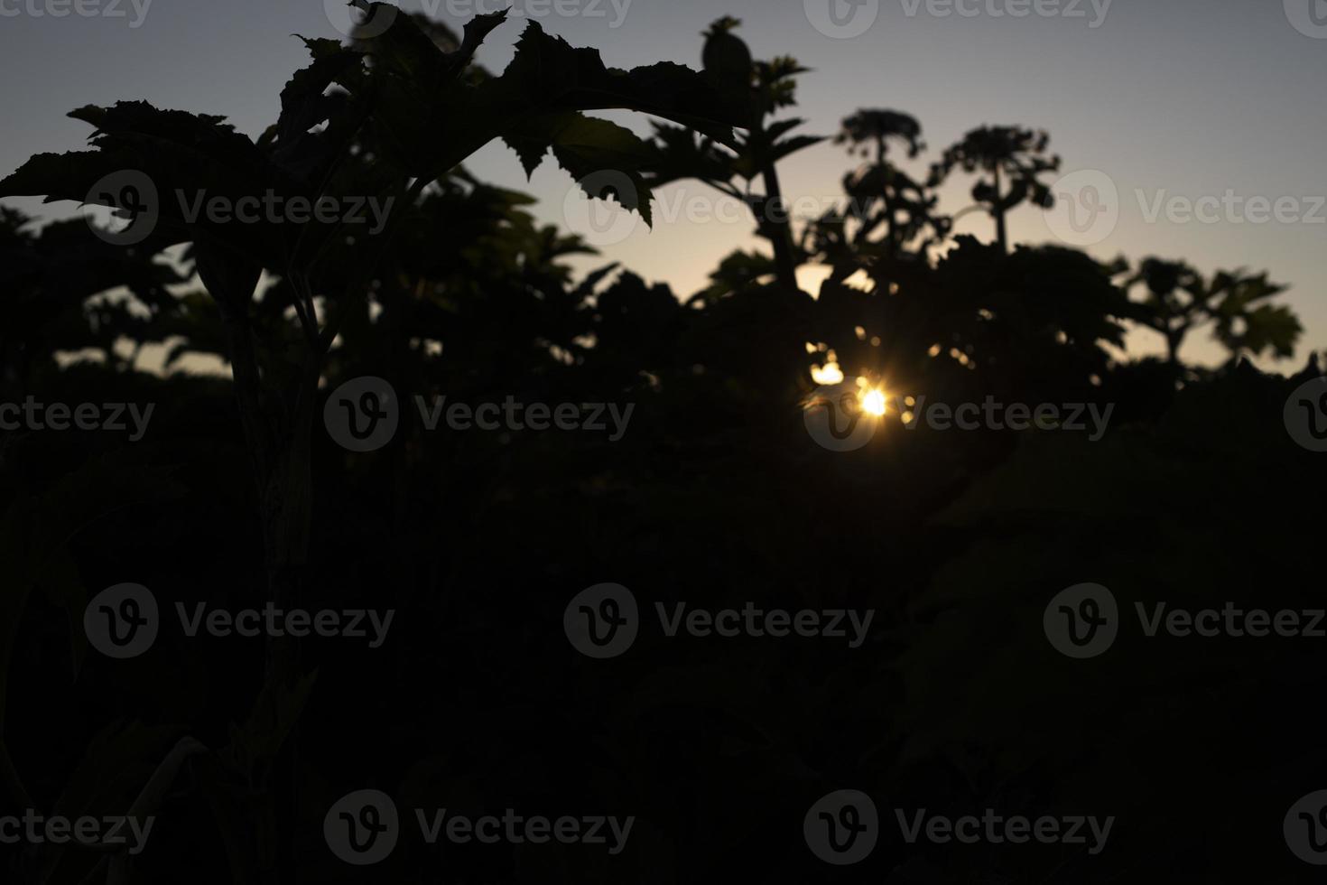 Sunset in thickets. Sun and silhouettes of plants. Details of nature in summer. photo