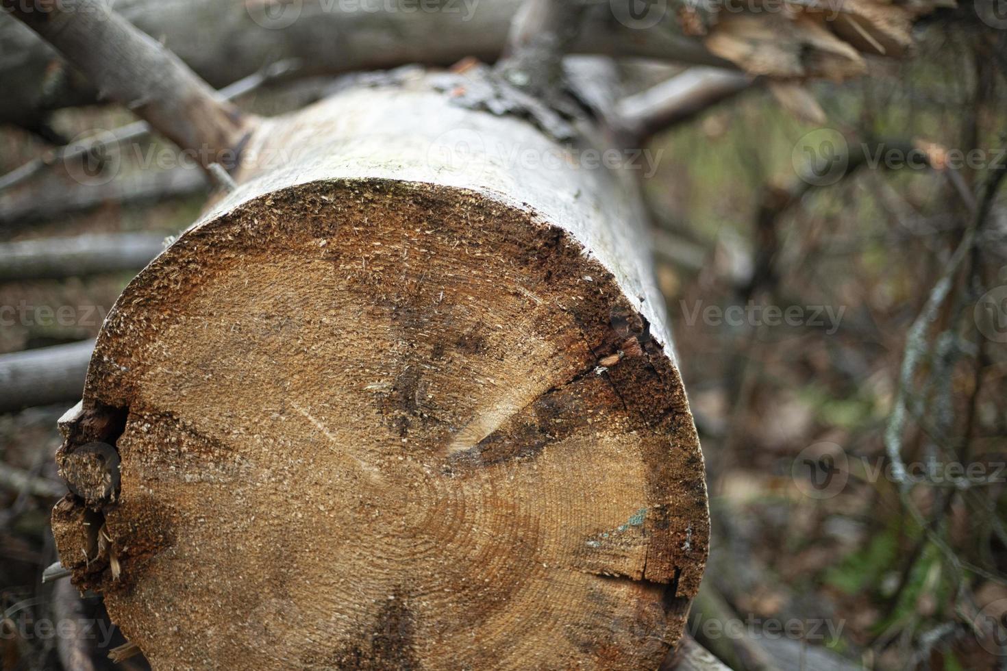 Details of deforestation. Old trees. Dry logs. photo