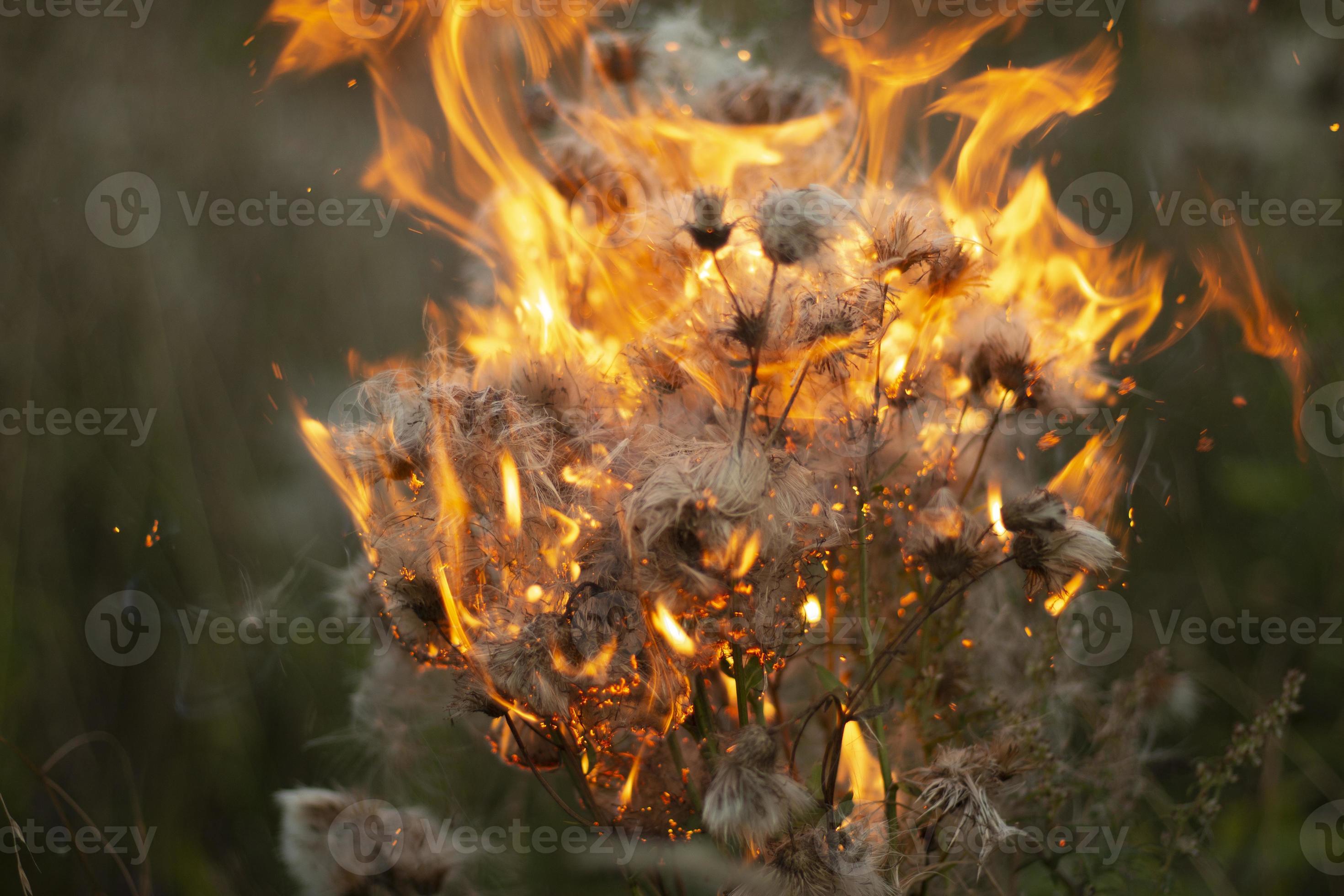 Burning of plant. Dry plant on fire. Harm to nature. 11140783 Stock