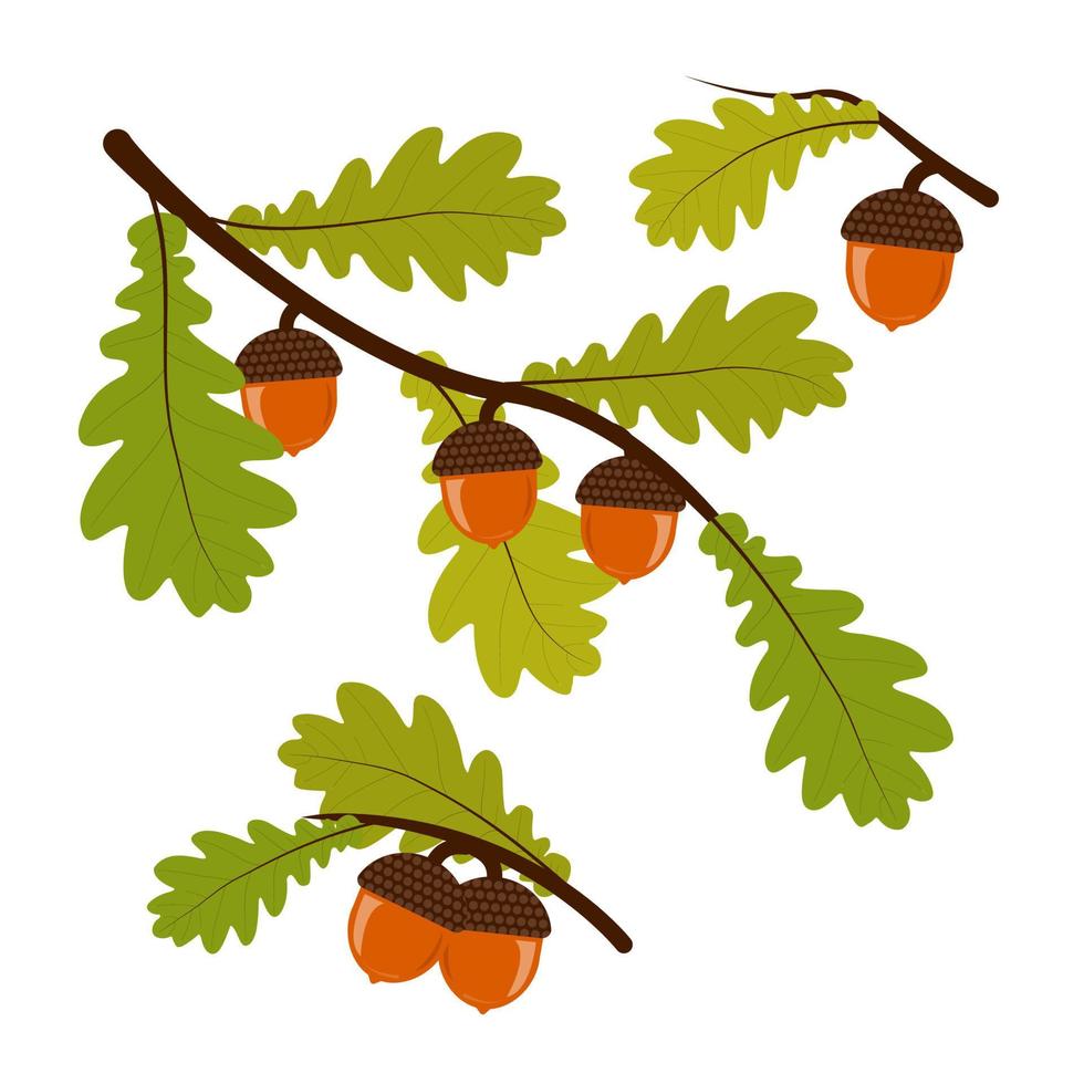 Oak twig with leaves and acorns autumn set vector