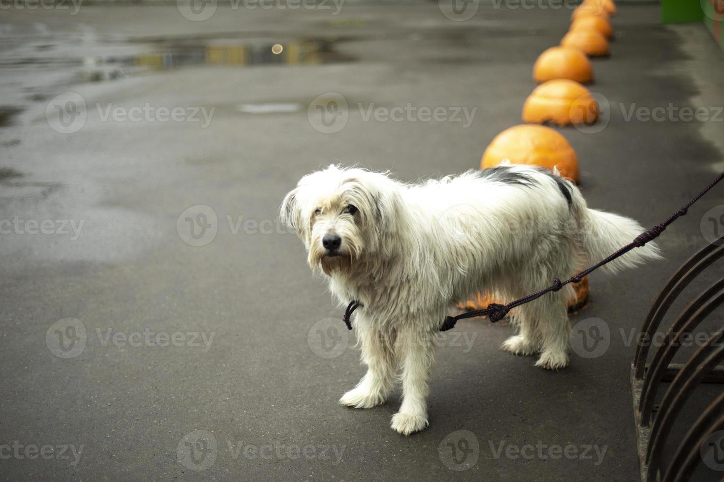 Dog is tied up in parking lot. Pet with white hair. photo