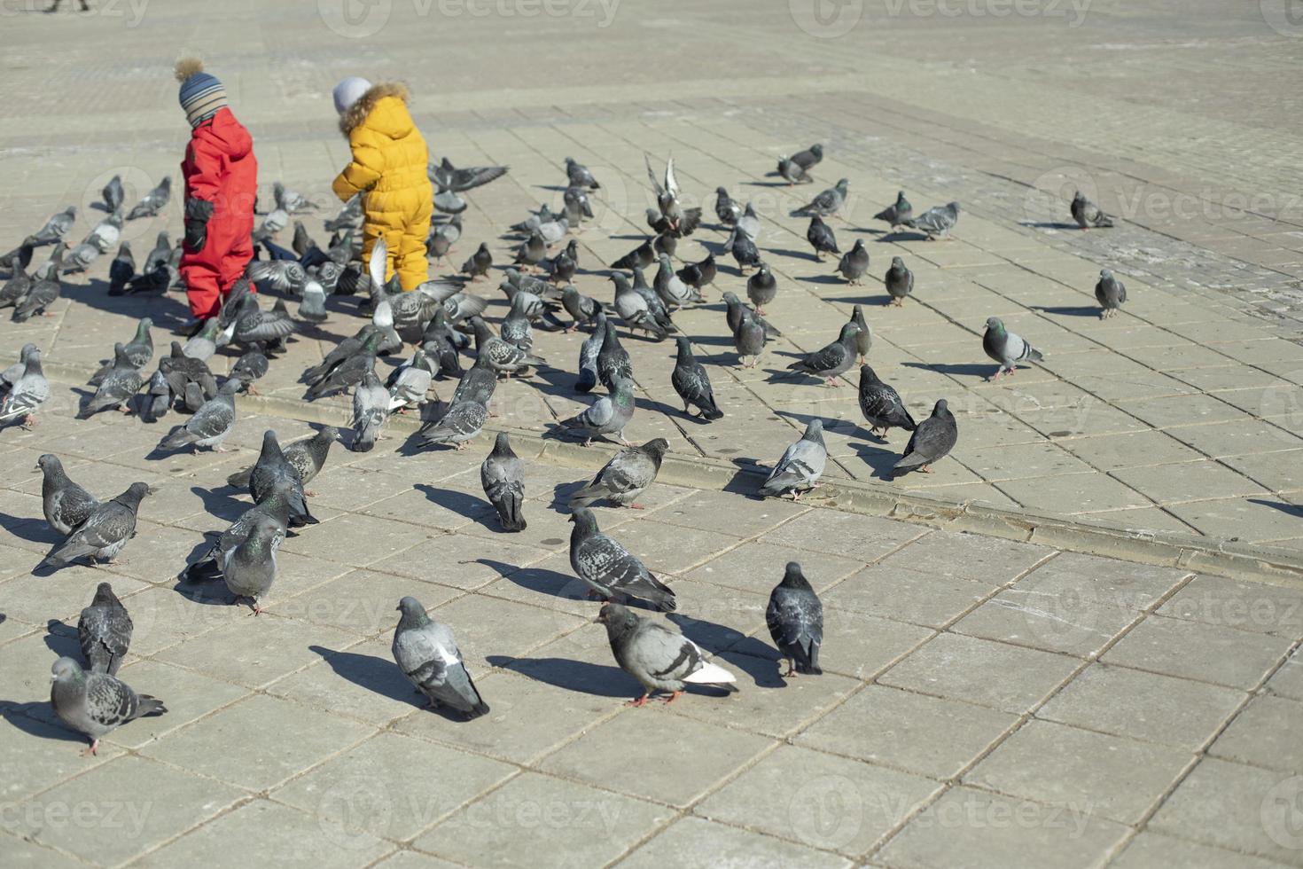 Pigeons in square. Children walk among birds. photo