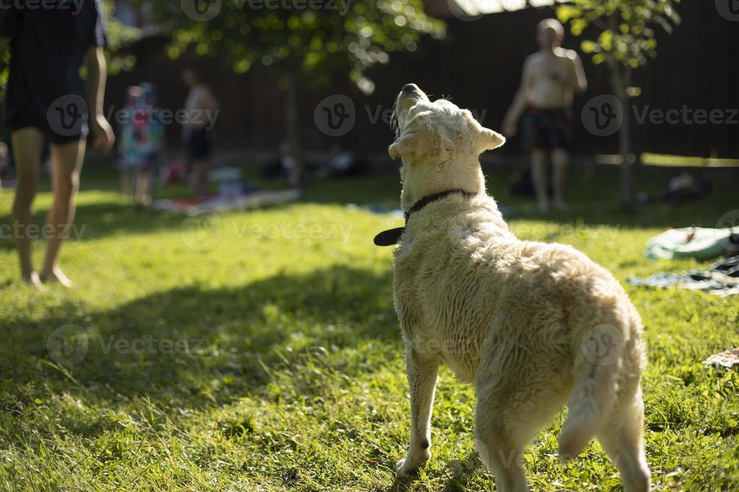 White Labrador in summer. Pet on walk. photo