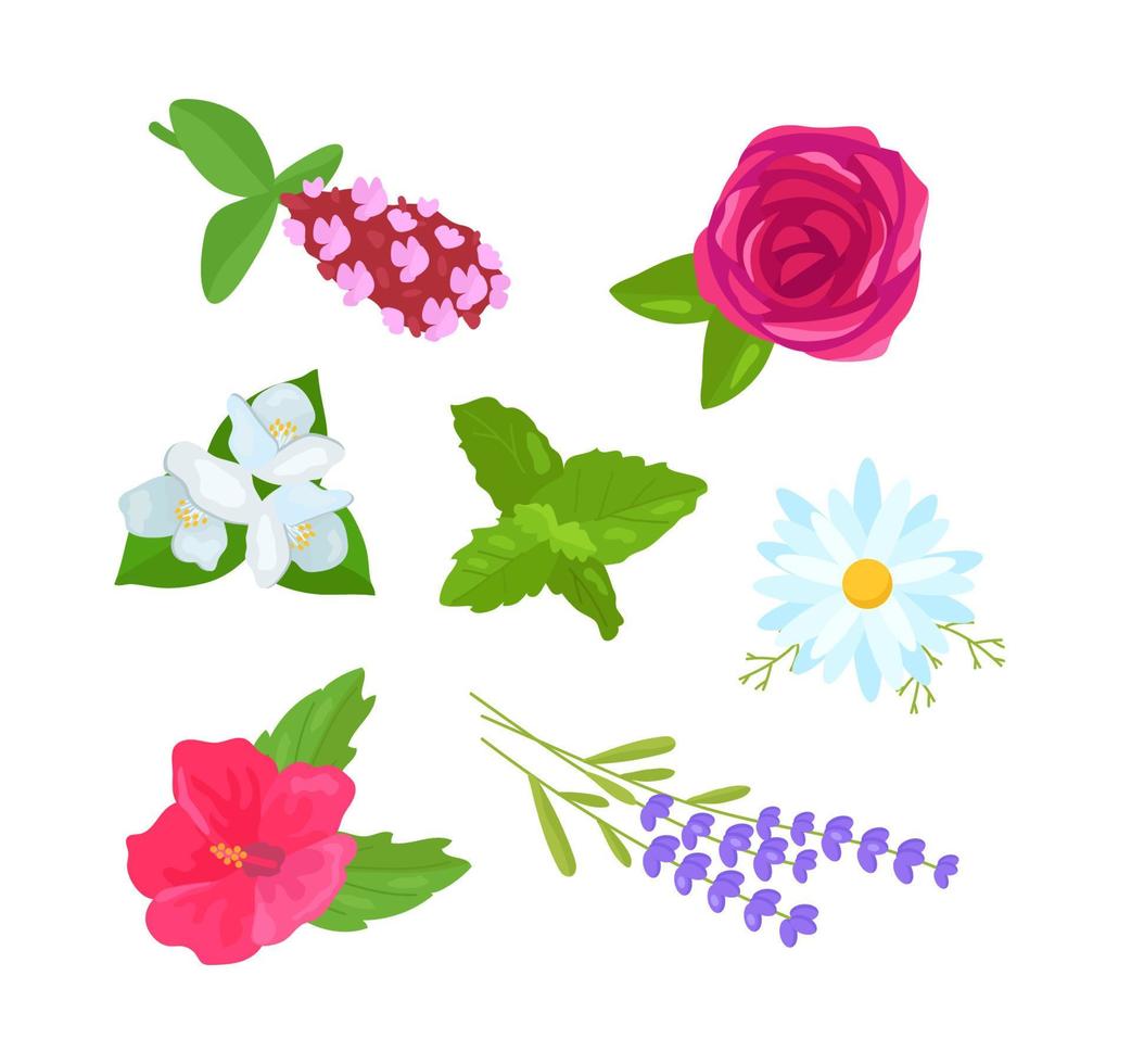 conjunto botánico de plantas. manzanilla, rosa, menta, hibisco, tomillo, lavanda, jazmín vector