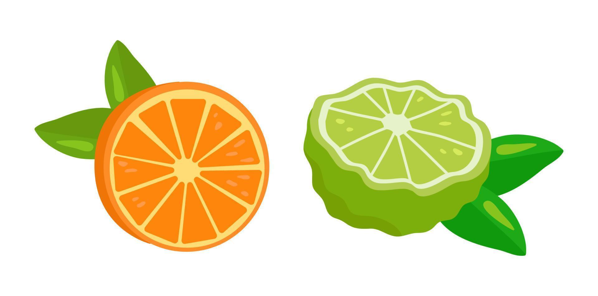 Vector bergamot orange citrus. Illustration of tropical fruit, slice, flowers and green leaves isolated on white. Cartoon flat style.