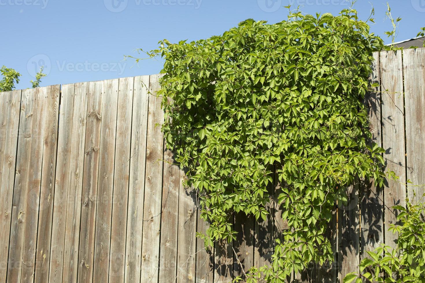 Wooden fence with green plant. Hedge with grudge. Details of countryside. photo