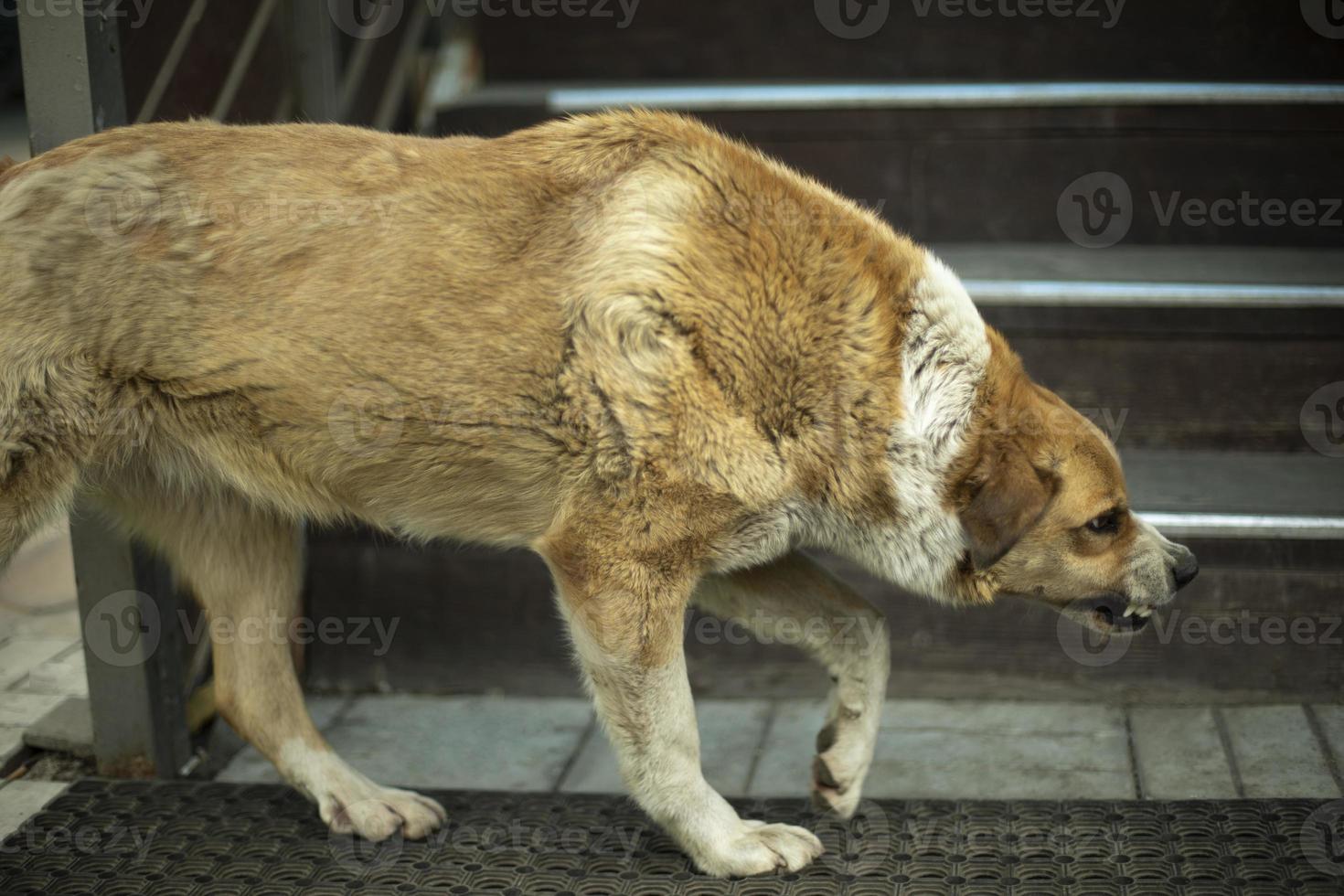 Angry dog. Stray dog grinds his teeth. Aggressive animal. Preparing for attack. photo