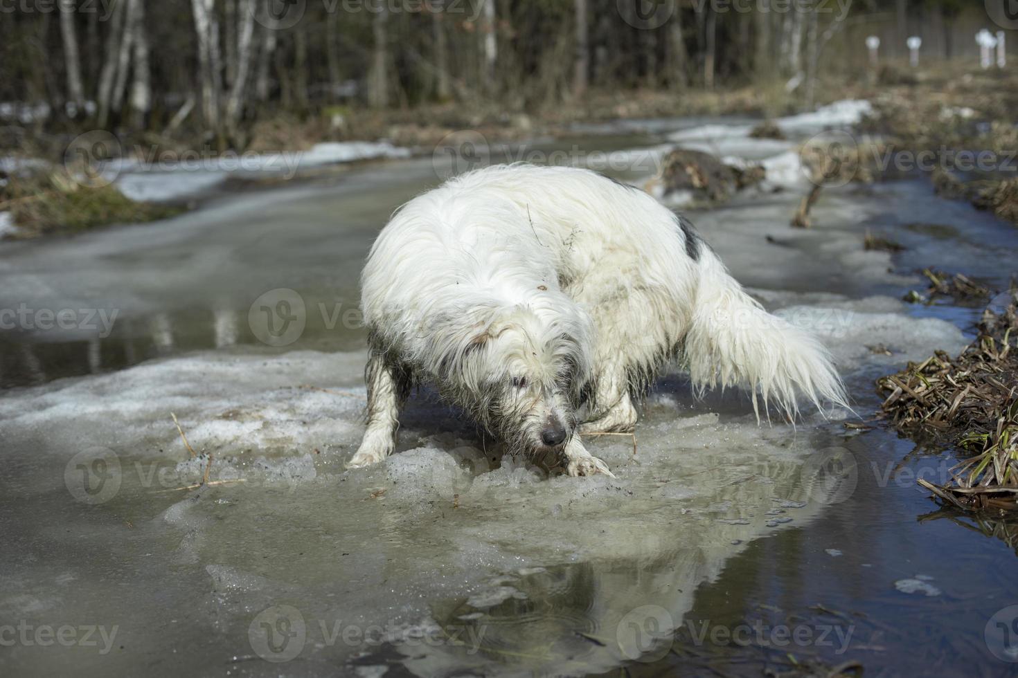 Dog in spring. Pet is looking for trail Animal in forest. photo