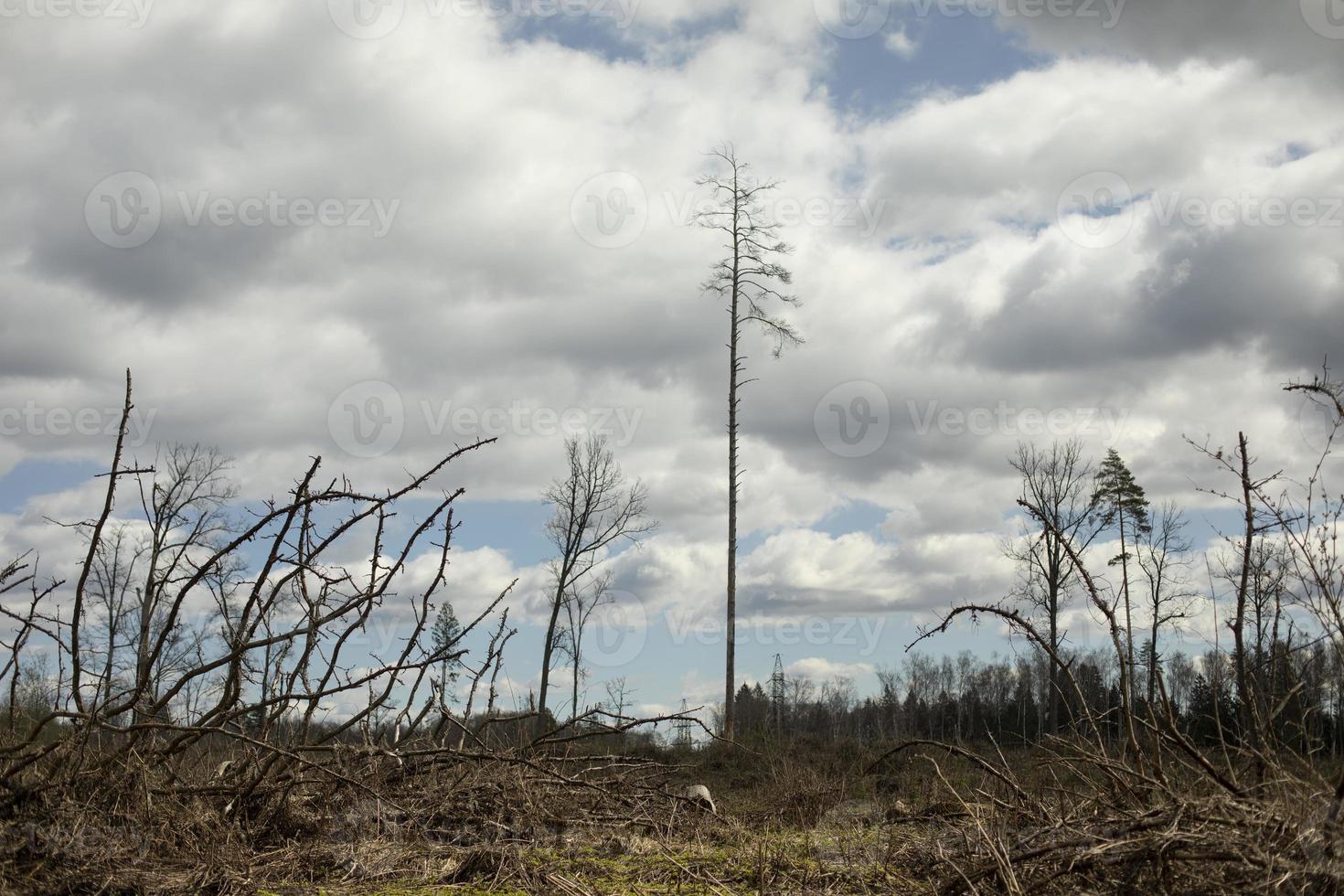 Natural landscape. Wooded area. photo