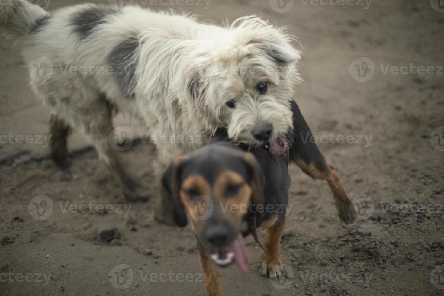 pelea de perros peleas de animales mordedura de mascota lucha de bestias. foto
