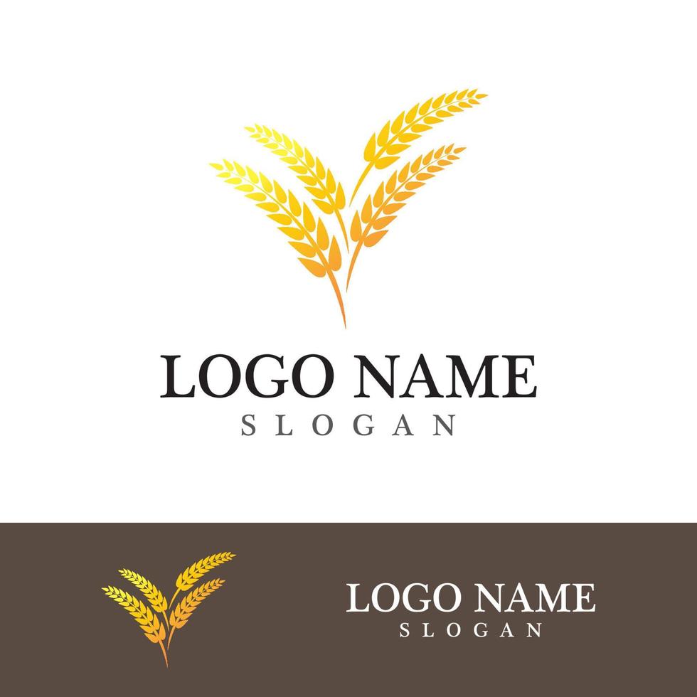 Agriculture wheat vector