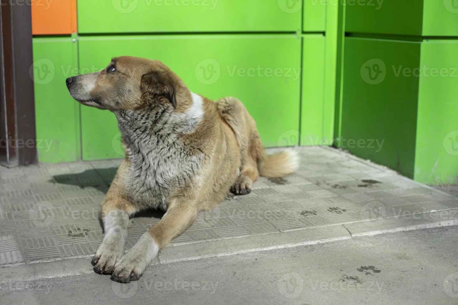 Stray dog near store. Dog is lying on asphalt. photo