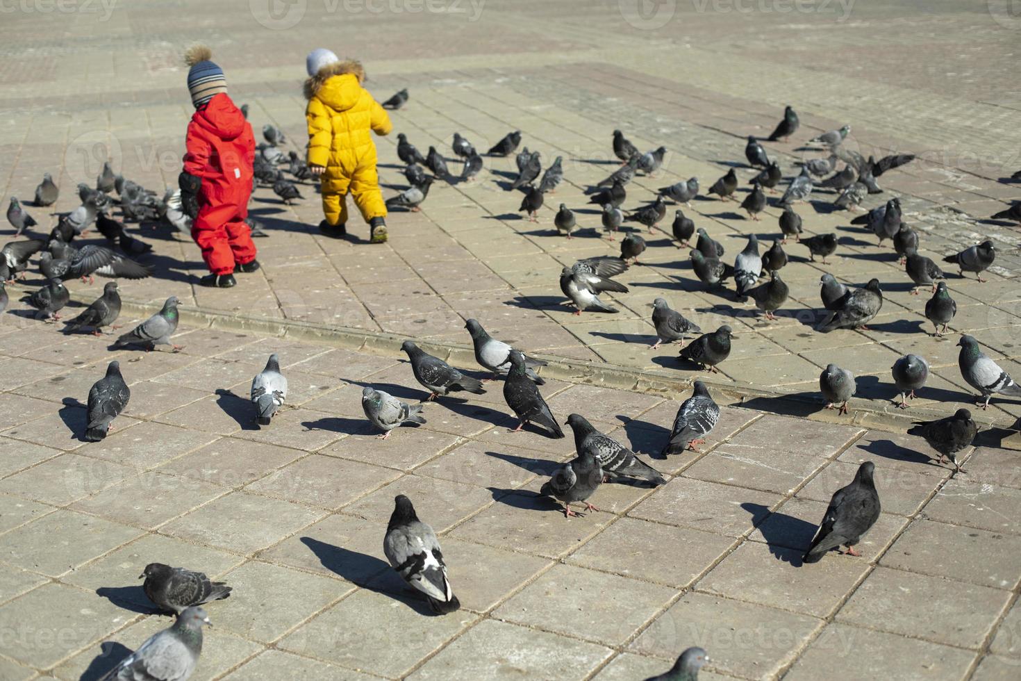 Children and pigeons. Children play with birds in square. photo