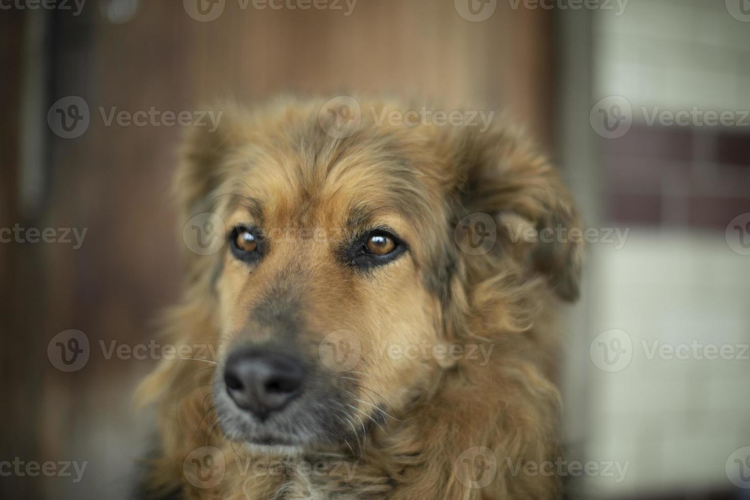 Portrait of dog. Old dog with long hair. photo