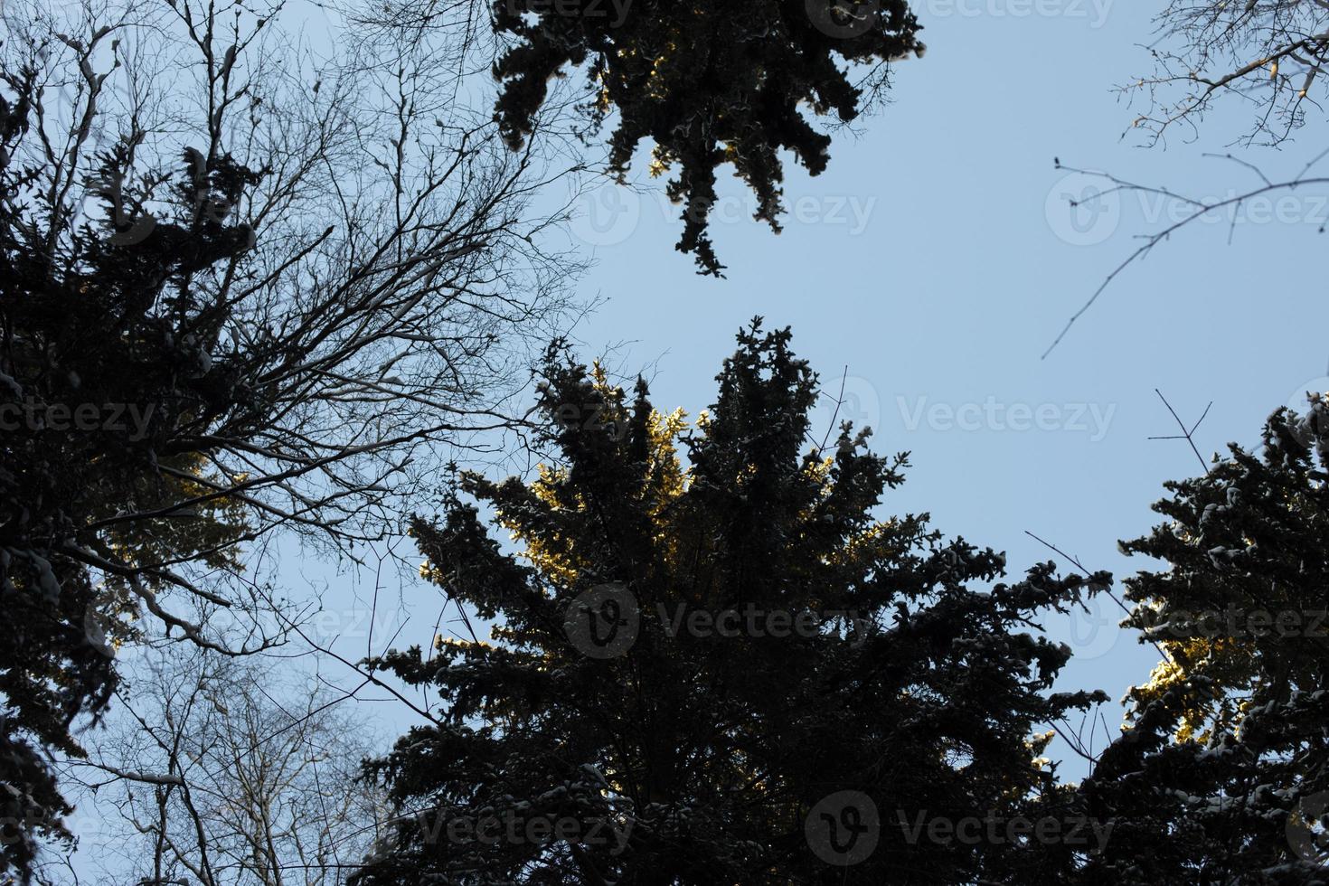 Trees in park. Nature in winter. photo