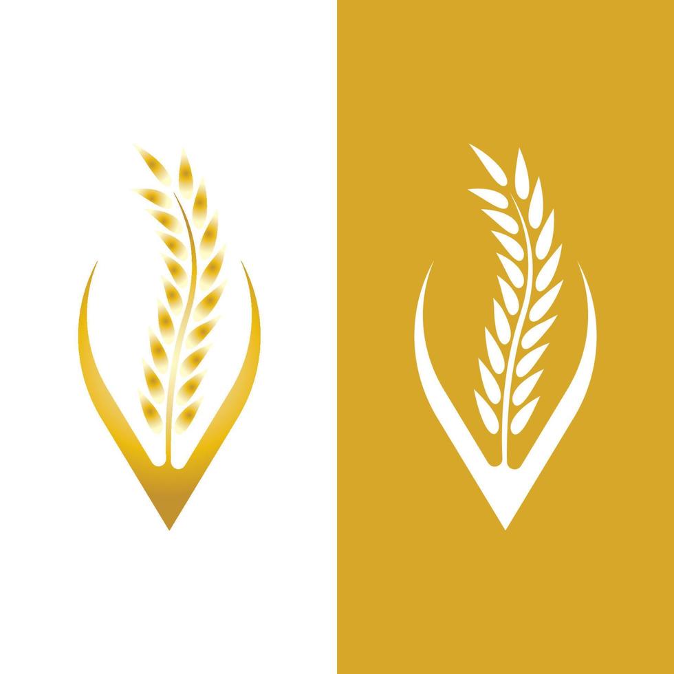 Agriculture wheat vector