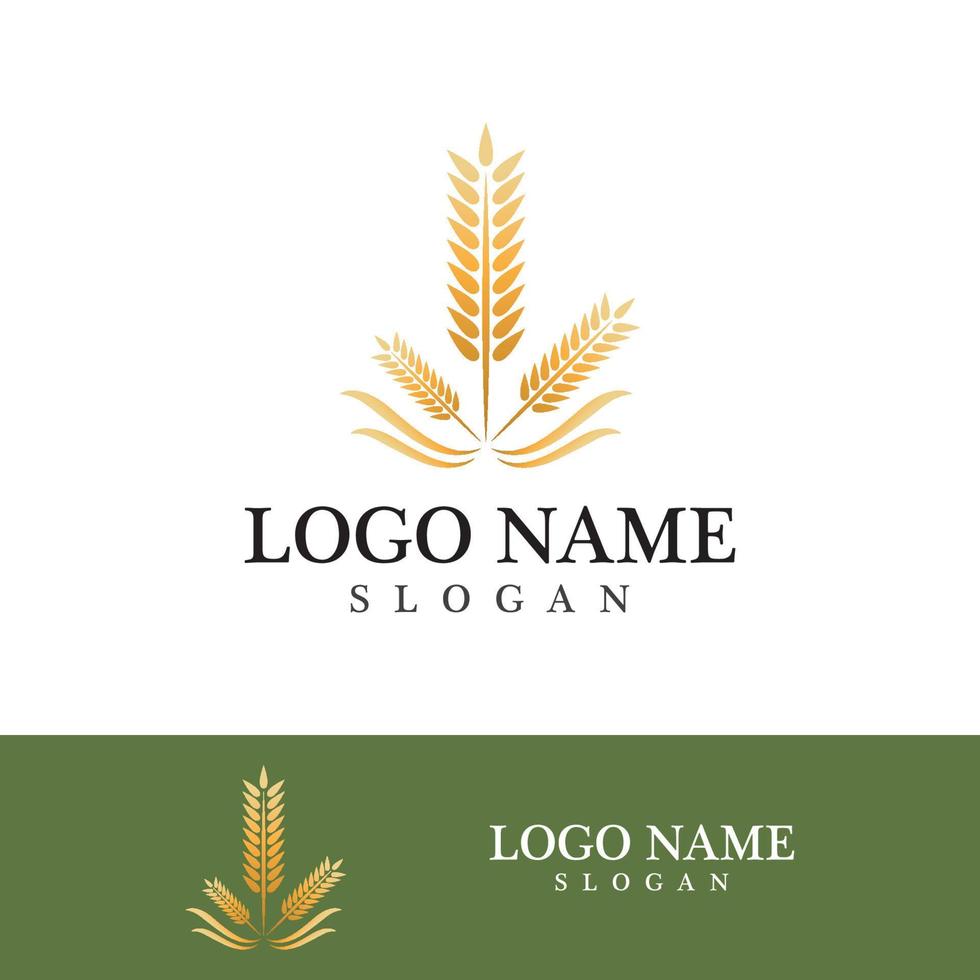 Agriculture wheat vector