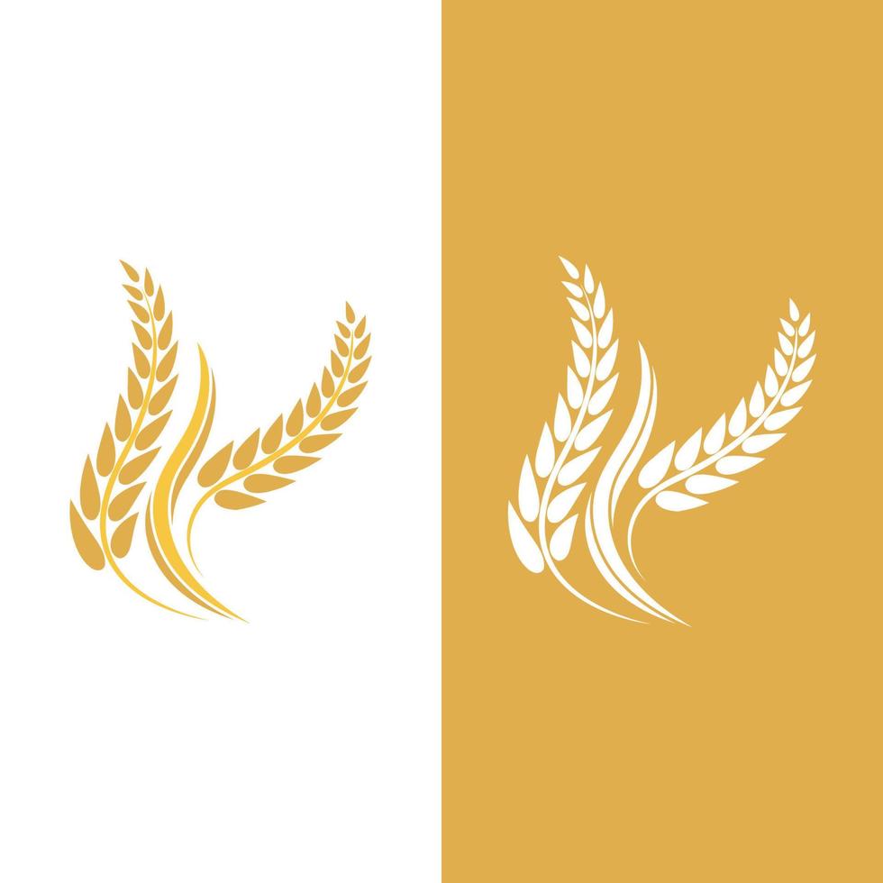 Agriculture wheat vector