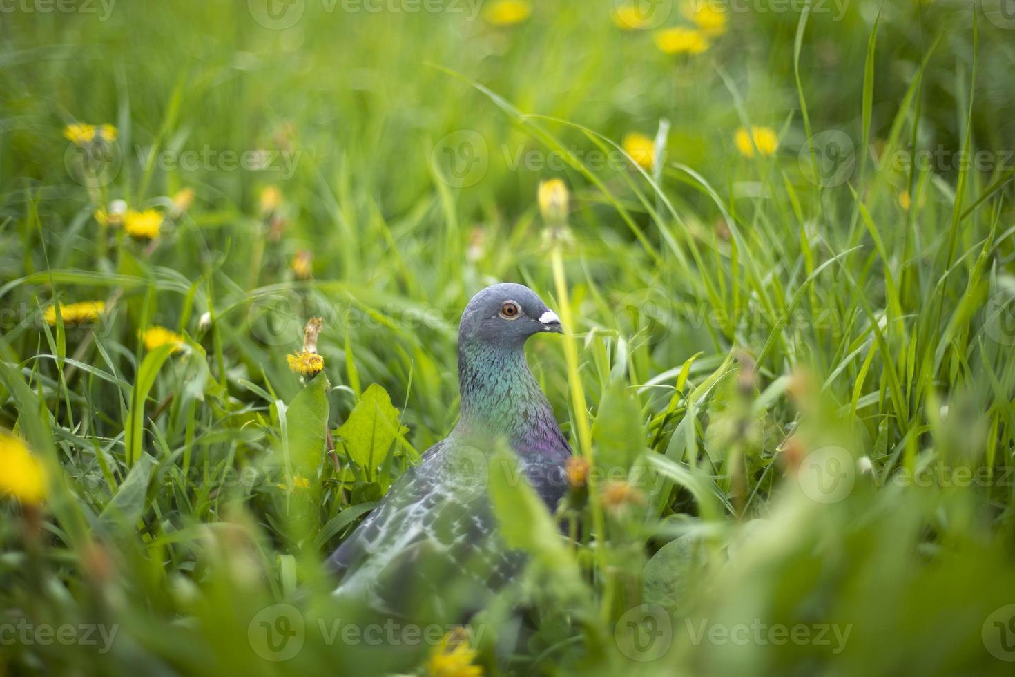 Pigeon in green grass. Purebred pigeon. City bird. photo