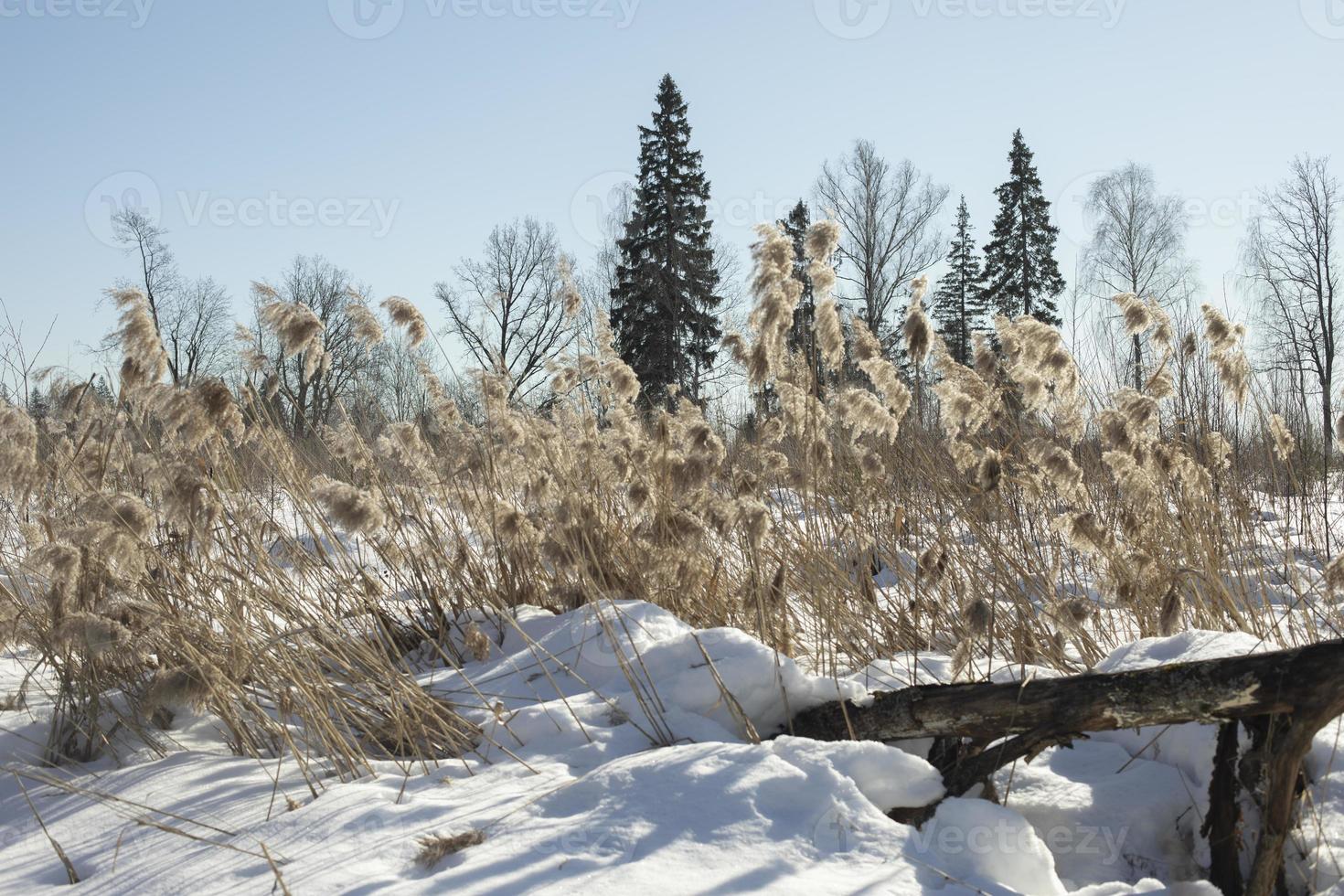 Forest in winter. Nature in Siberia. Trees and snow. photo