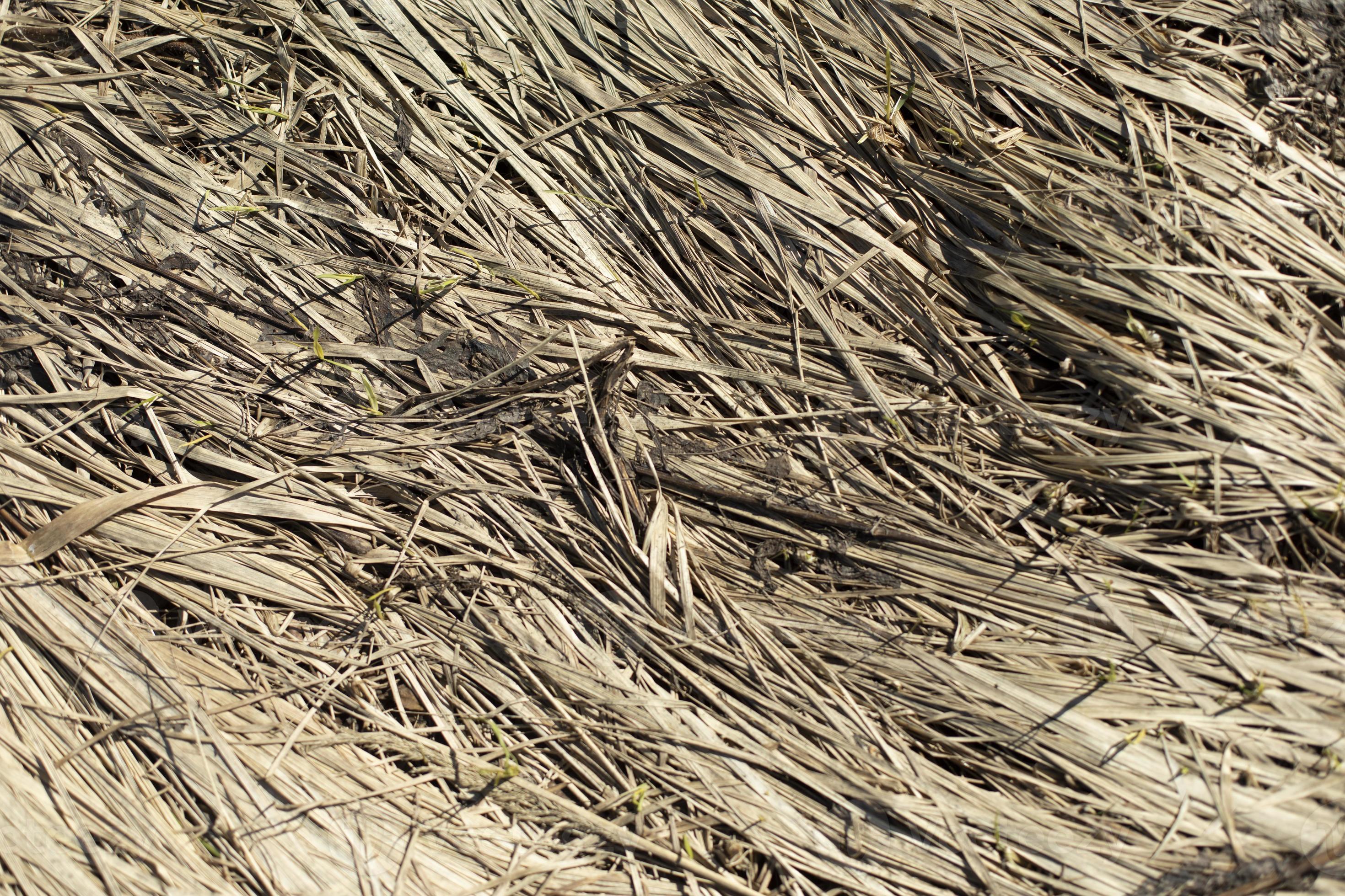 Dry grass. Texture of dry plants. Details of nature. 11142576 Stock