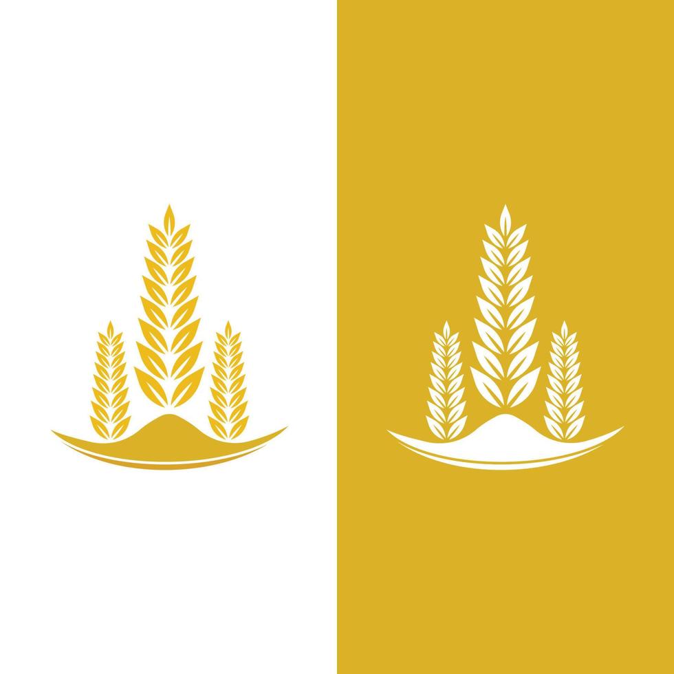 Agriculture wheat vector