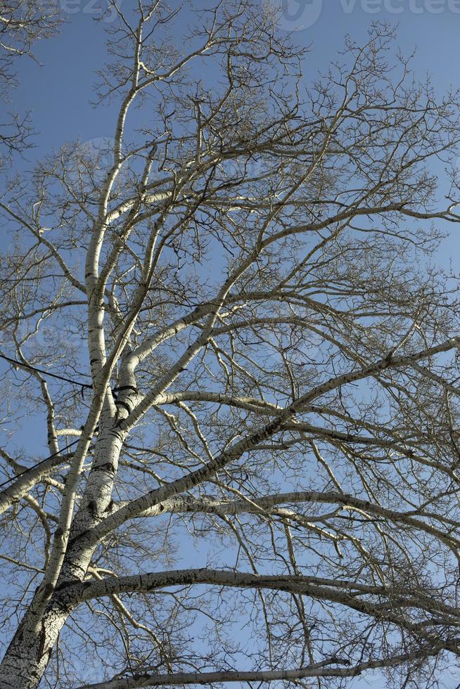 Tall birch. Vertical photo of tree.