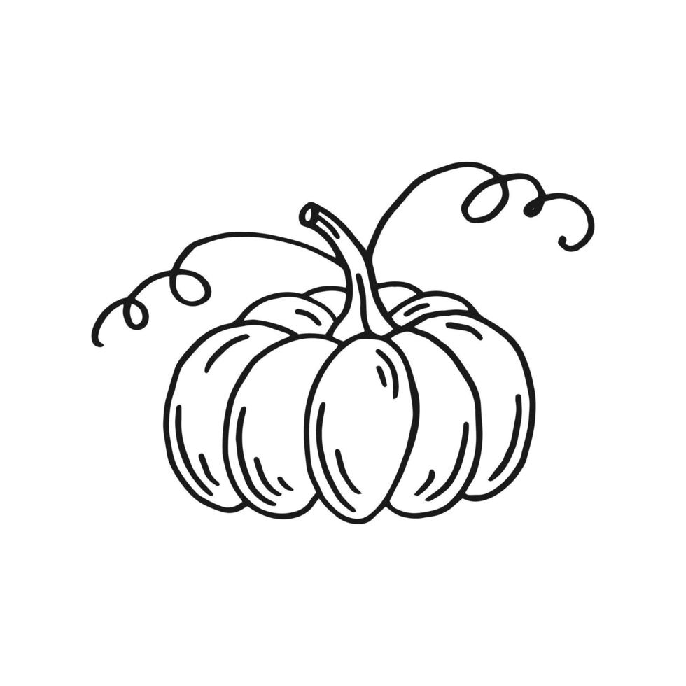 Pumpkin. Hand drawn vector illustration in doodle style. Black and white image of vegetables.