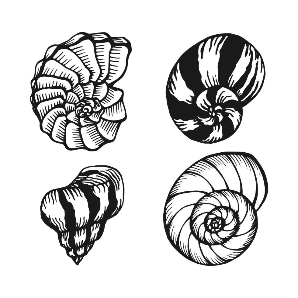 conjunto de conchas marinas. fondo marino. ilustración vectorial dibujada a mano aislada sobre fondo blanco. vector