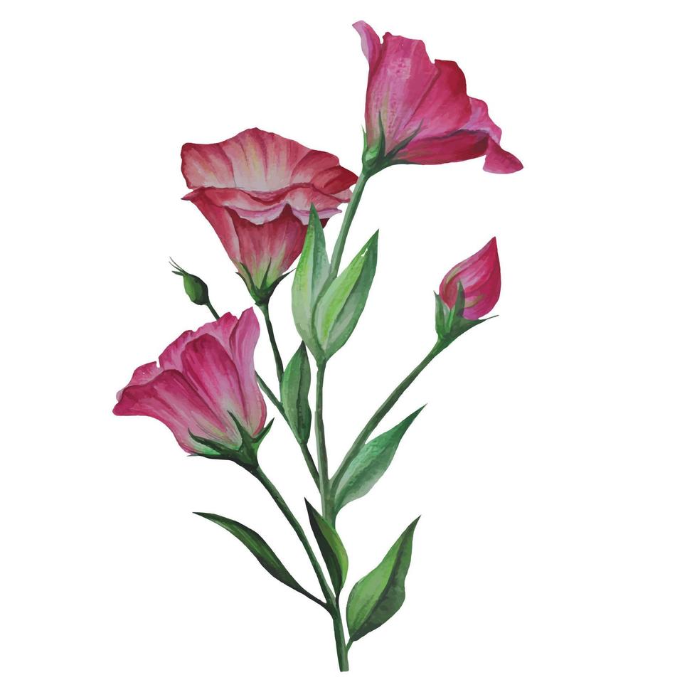 bouquet of lisianthus flowers, eustoma vector