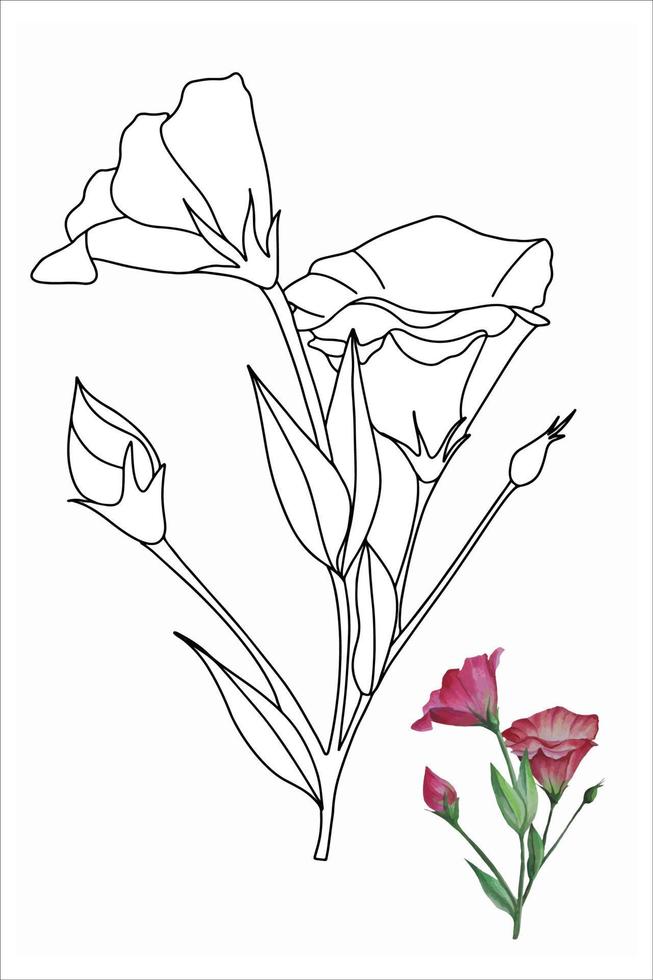 flor de eustoma, lisianthus en la ilustración de vector de estilo de fideos para colorear libro, colorear páginas para niños y adultos