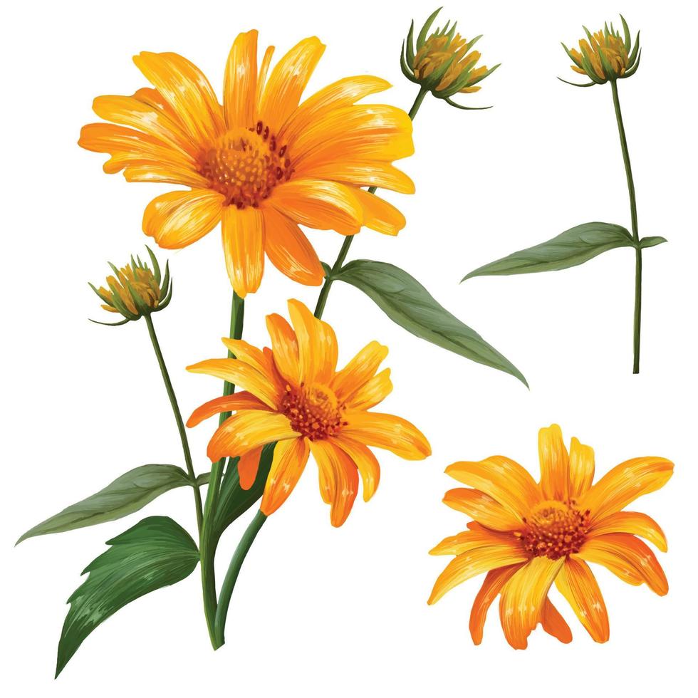 set of pharmacy chamomile flowers vector