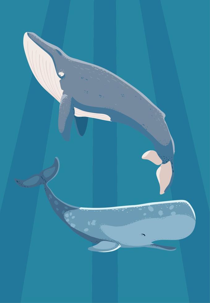blue and sperm whales vector