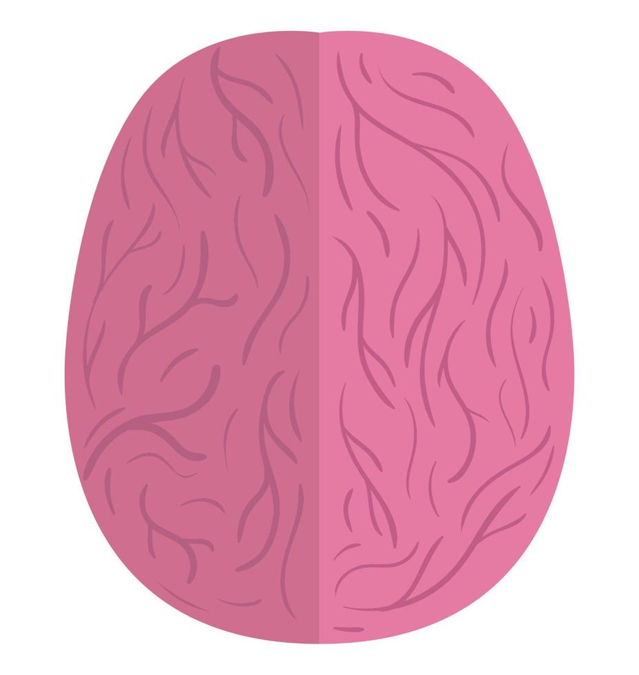 human brain organ vector
